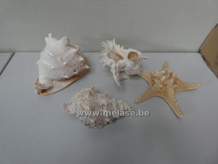 Exotische zeeschelpen