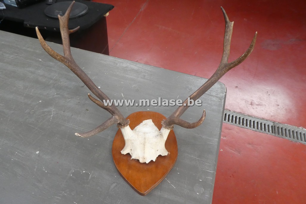 Muurdecoratie "hertengewei"